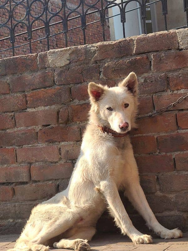 White Swiss Shepherd Dog 2