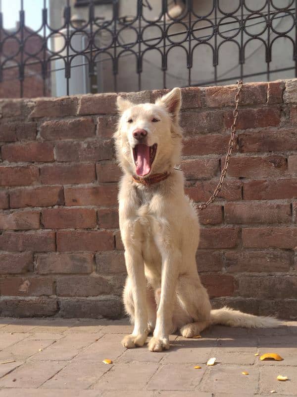 White Swiss Shepherd Dog 3