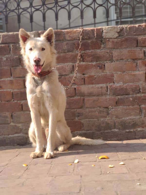 White Swiss Shepherd Dog 4