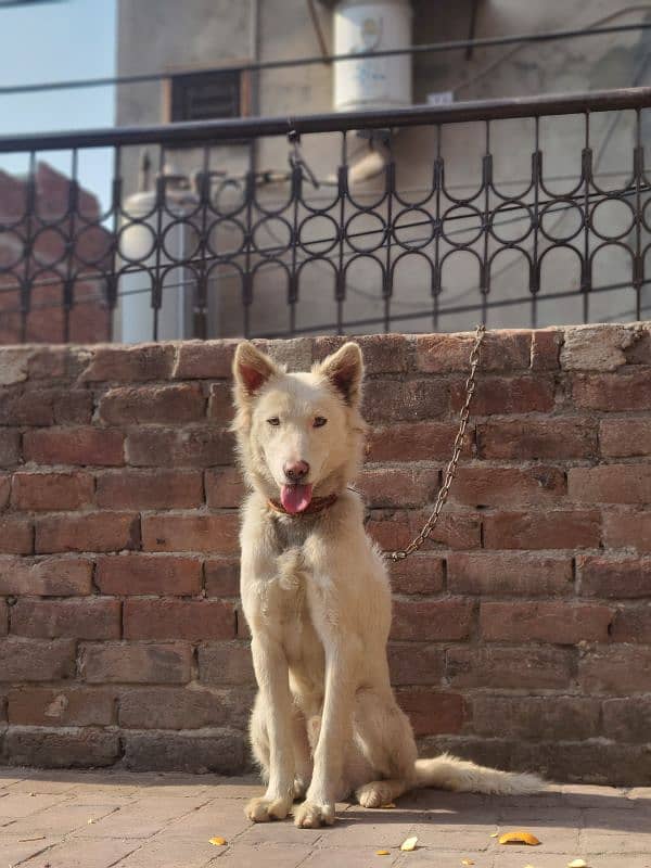 White Swiss Shepherd Dog 9