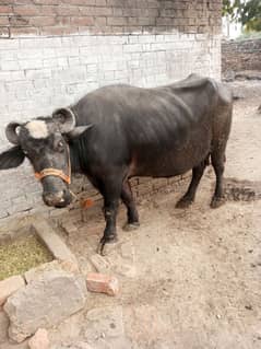 milking buffalo 1month ki sawai ha