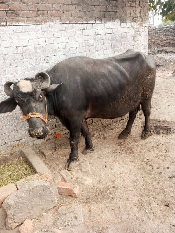 milking buffalo 1month ki sawai ha 0