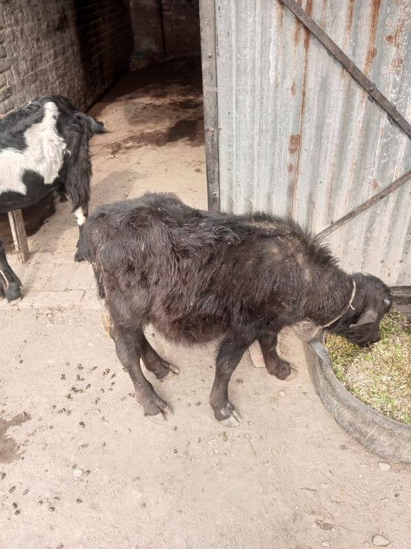 milking buffalo 1month ki sawai ha 1