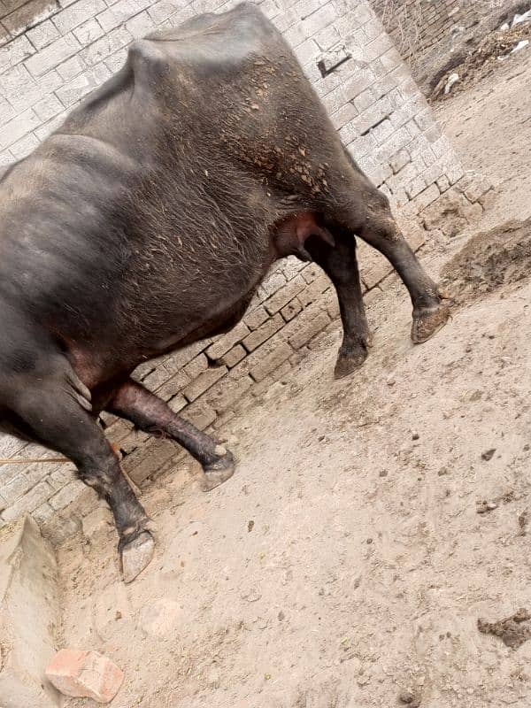 milking buffalo 1month ki sawai ha 2