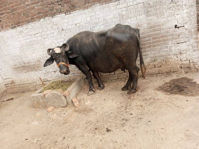 milking buffalo 1month ki sawai ha 3