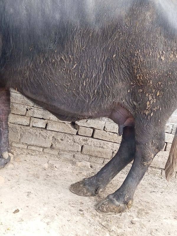 milking buffalo 1month ki sawai ha 4