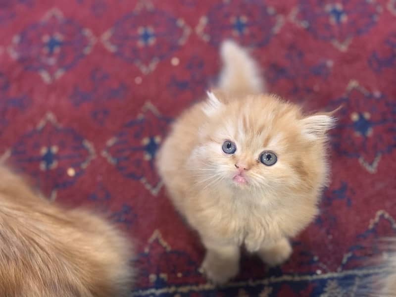 persian Kittens 0