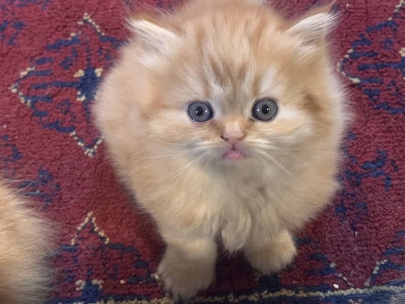 persian Kittens 1