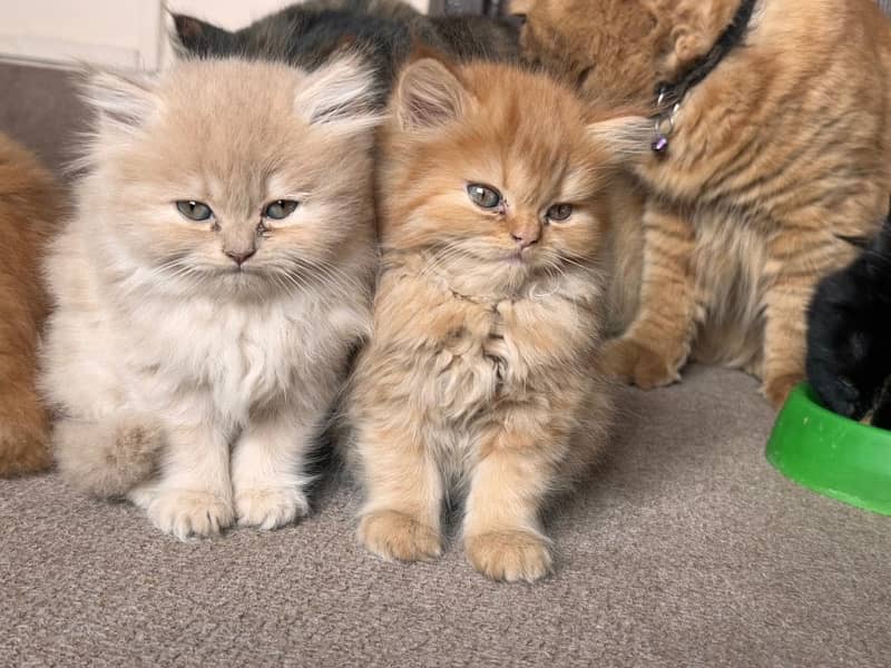 persian Kittens 4