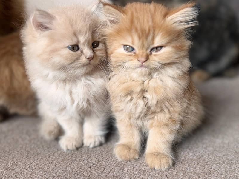 persian Kittens 5