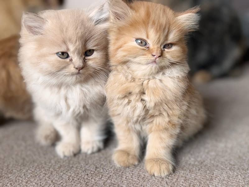 persian Kittens 6