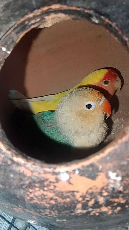 lovebird pair for sale 0