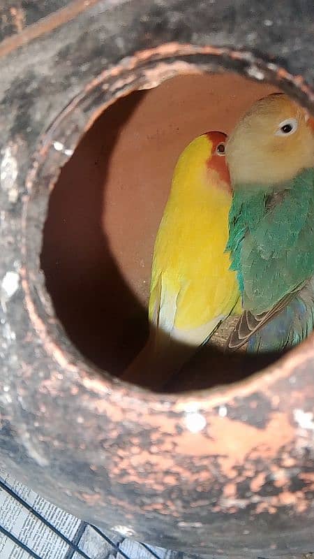 lovebird pair for sale 1