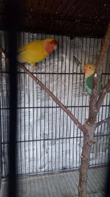 lovebird pair for sale 2