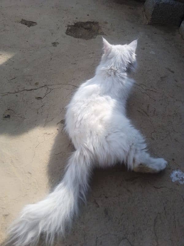 Pure Persian Long Coat For sale 0311-1751300 3