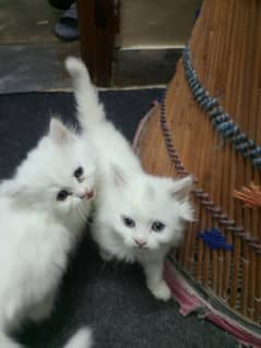 Cat Kittens For Sale