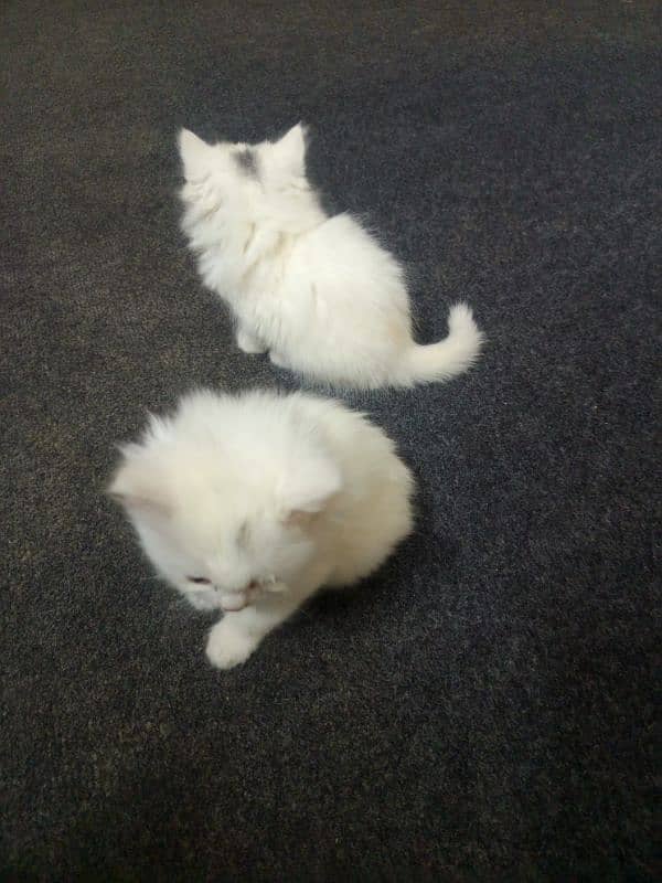 Cat Kittens For Sale 3