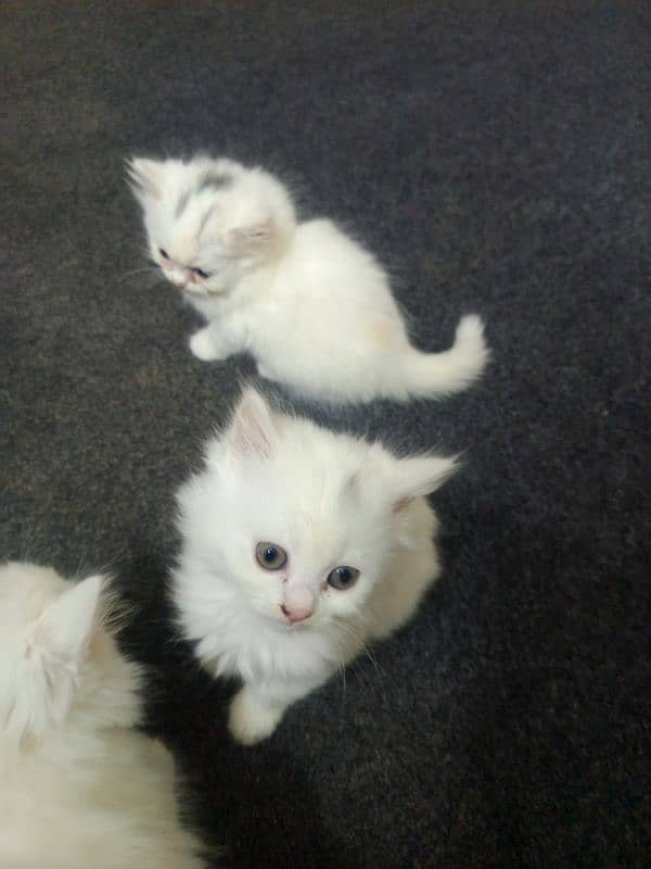 Cat Kittens For Sale 4