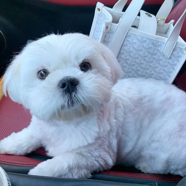 Pure White male, 1 month old puppy, healthy and fully active 0