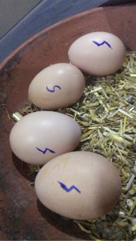 white oh shamo eggs available 0