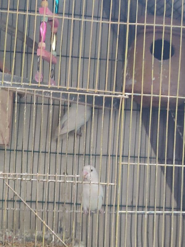 albino white parrot active and healthi ghr k pale huway 1