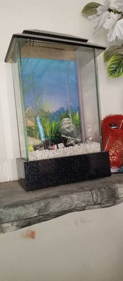 Fish Aquarium