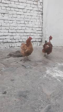 i want to sell my frizzle hens