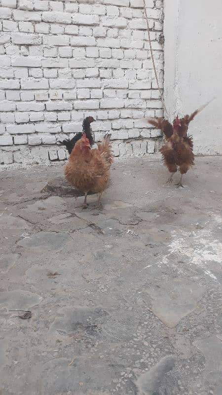 i want to sell my frizzle hens 1