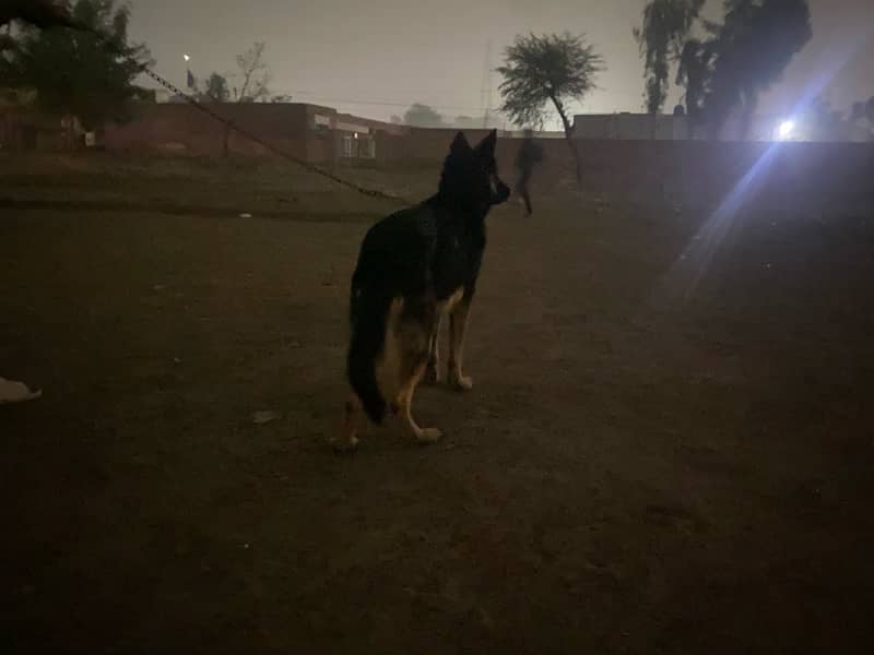 German Shepherd male 0