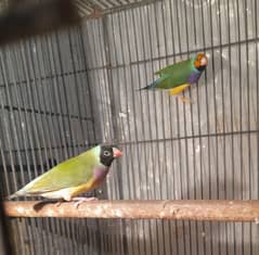 Lady Gouldian pair