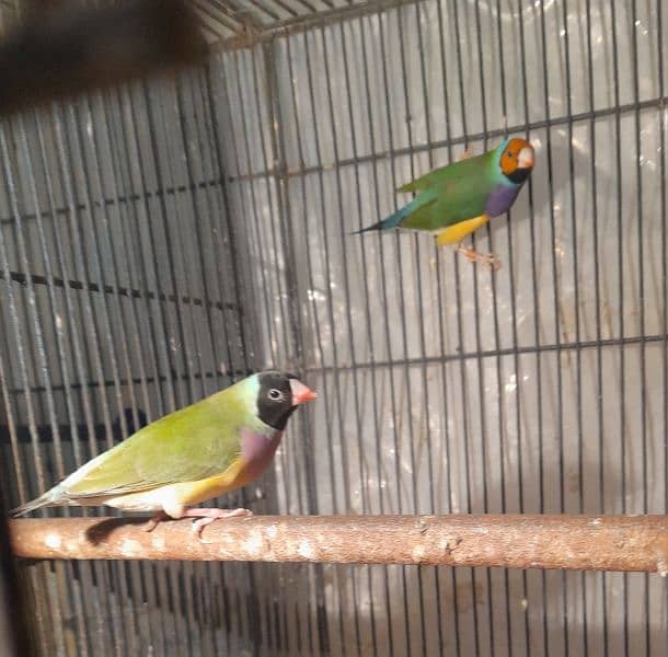 Lady Gouldian pair 0