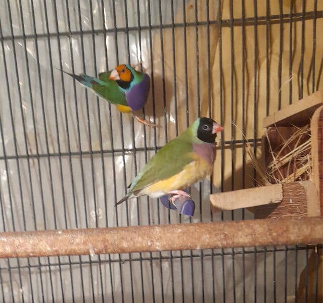 Lady Gouldian pair 1