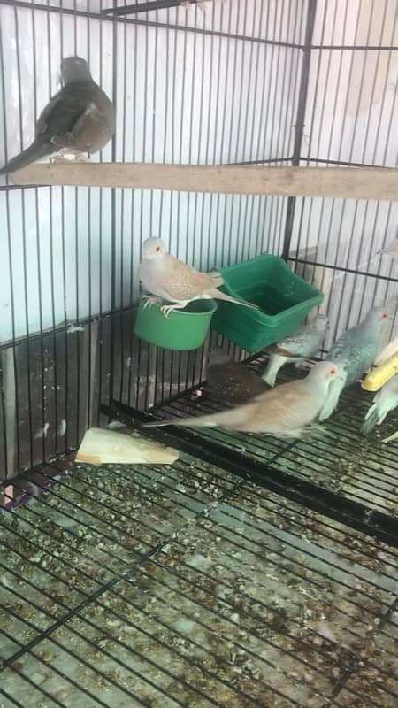 common dove and red common breeder pair 2