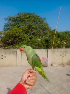 talking parrot hande tame