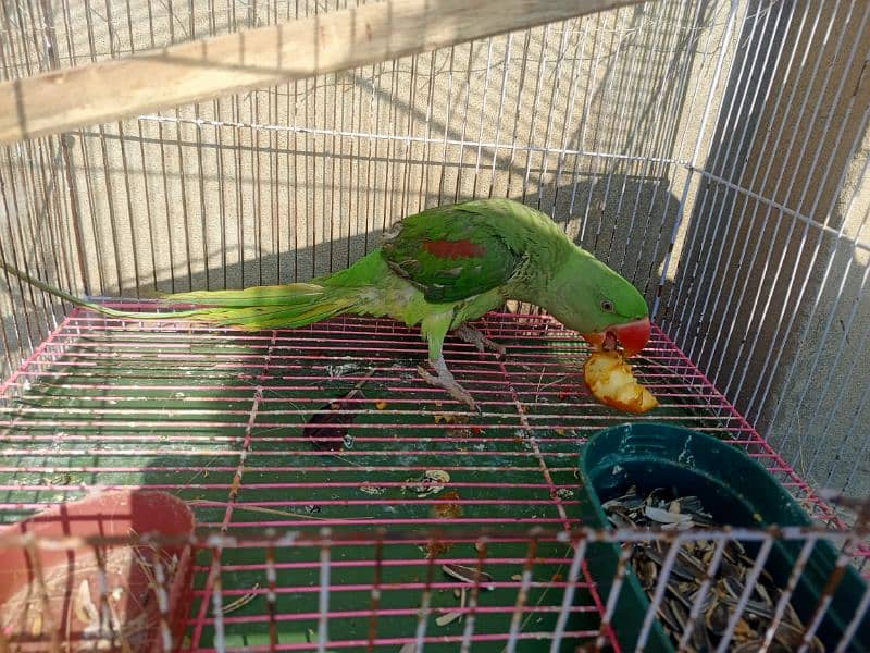 talking parrot hande tame 1