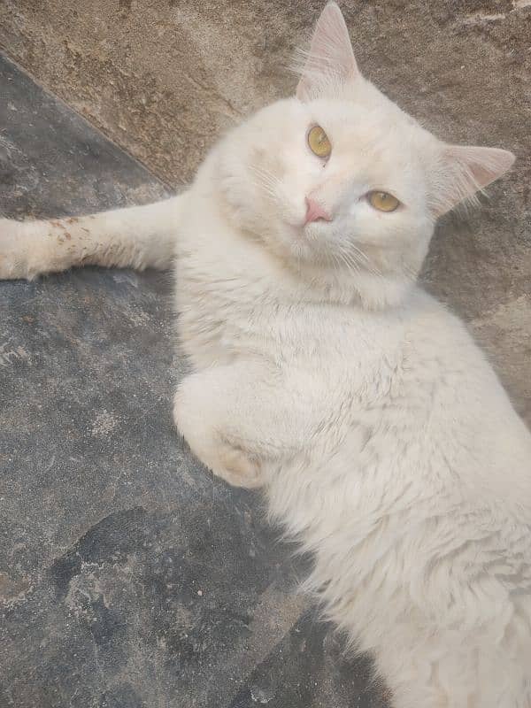 White Male Vaccinated Persian For Sale 1