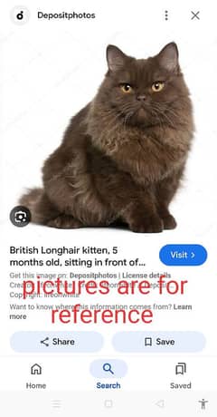 BROWN BRITISH LONGHAIR RARE,AUTHENTIC,MASHALLAH HEALTHY