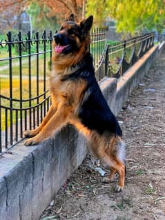 German Shepard Male