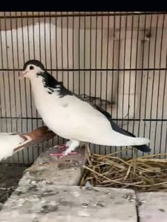 pigeon