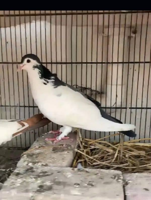 pigeon pair for sale 0