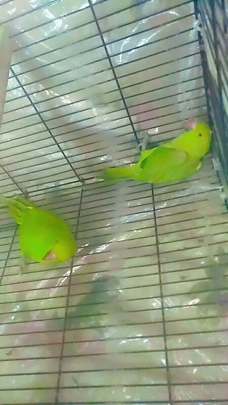 pair parrot meya metho 0