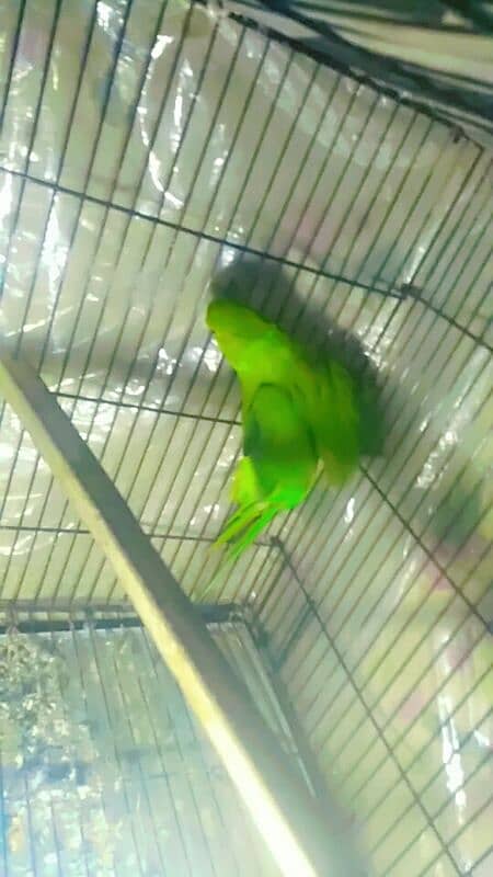 pair parrot meya metho 1