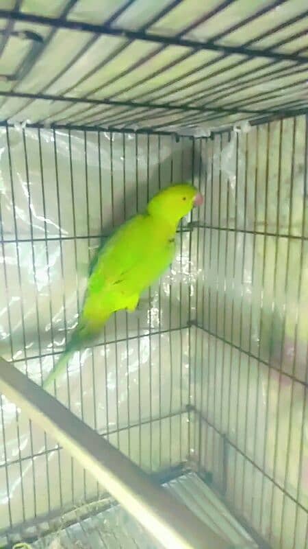 pair parrot meya metho 2