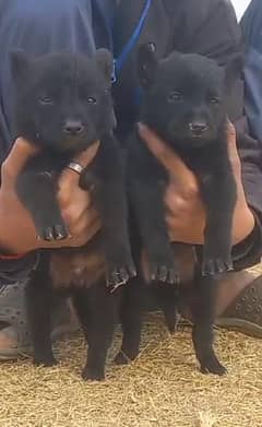 black Shepherd Double coat pair for sale / German Shepherd Puppies