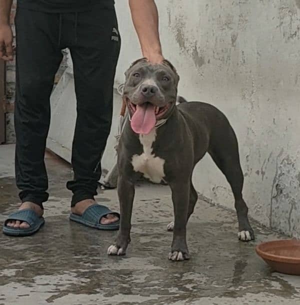 Pitbull Female 0