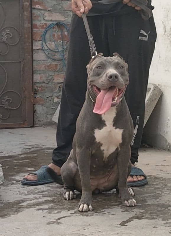 Pitbull Female 1