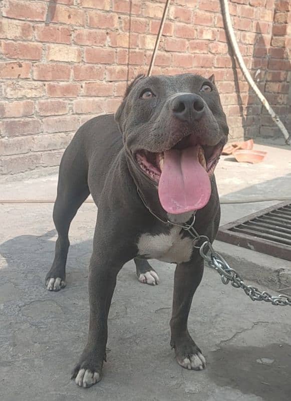 Pitbull Female 2