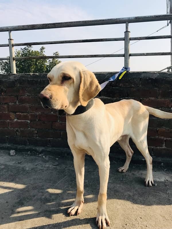 Labrador British male 4