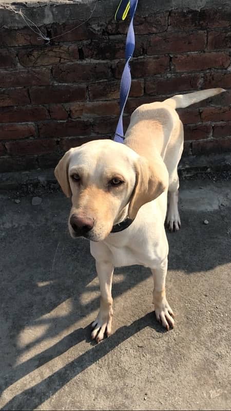 Labrador British male 1