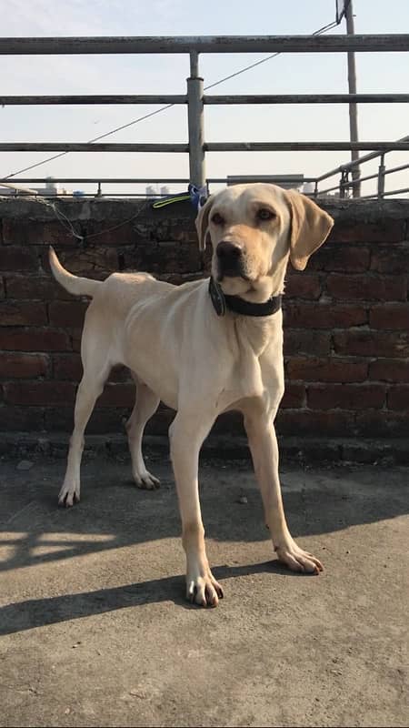 Labrador British male 3